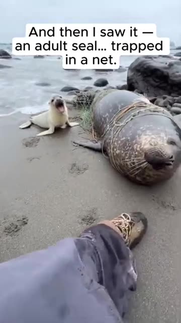 Baby seal desperate near the road #rescue #AnimalRescue #SaveWildlife #BabySeal