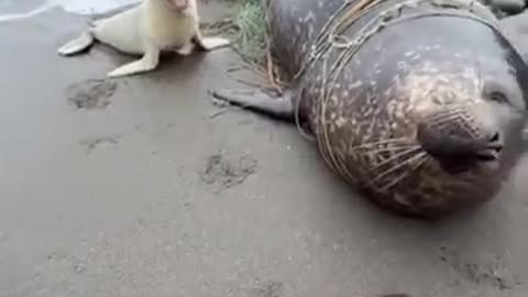 Baby seal desperate near the road #rescue #AnimalRescue #SaveWildlife #BabySeal
