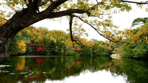 “Relaxing Nature Piano – Calm & Peaceful Moments”