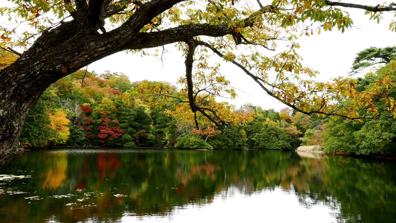 “Relaxing Nature Piano – Calm & Peaceful Moments”