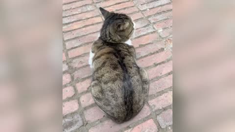 Funniest_Cats_and_Dogs_Clips_2025😼🐶Try_Not_To_Laugh😜