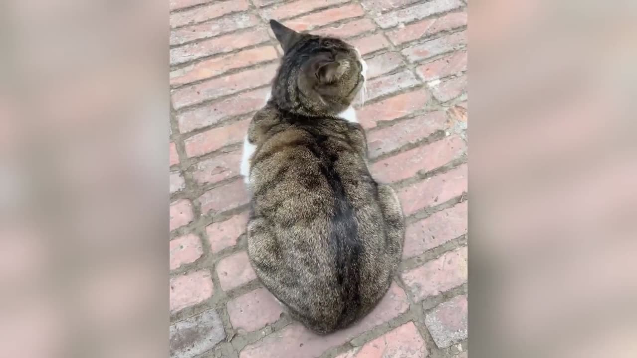 Funniest_Cats_and_Dogs_Clips_2025😼🐶Try_Not_To_Laugh😜