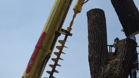 Tree Removal Rig, Cut and Lift