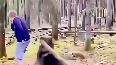 Dogs being idiots 12