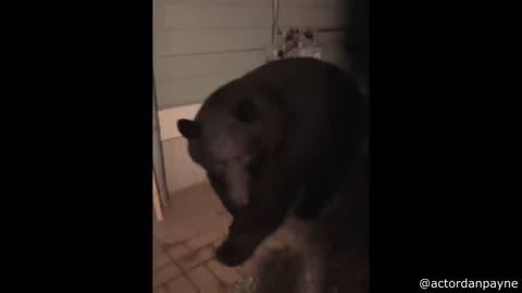 Craziest Animal Encounters of All Time