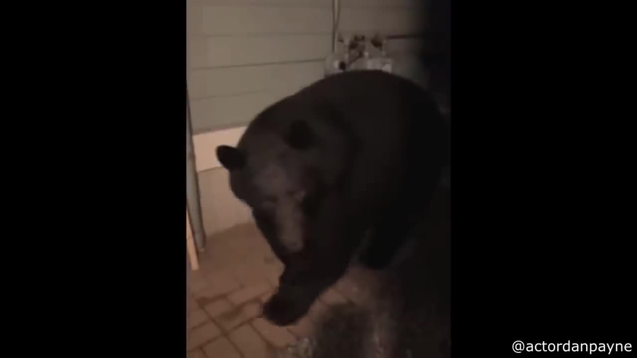 Craziest Animal Encounters of All Time