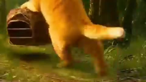 Ai animated orange cat funny cartoon video 😹💥 White tiger Cubs Taken by a Fat Cat!?