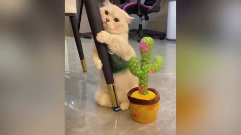 Funny Video 2