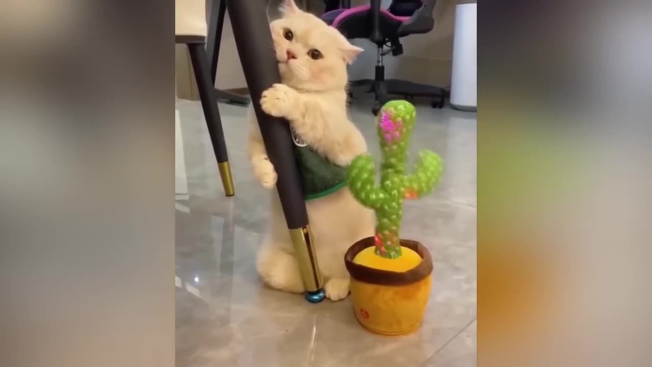 Funny Video 2