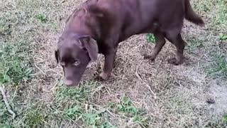 Crazy dog