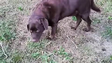 Crazy dog