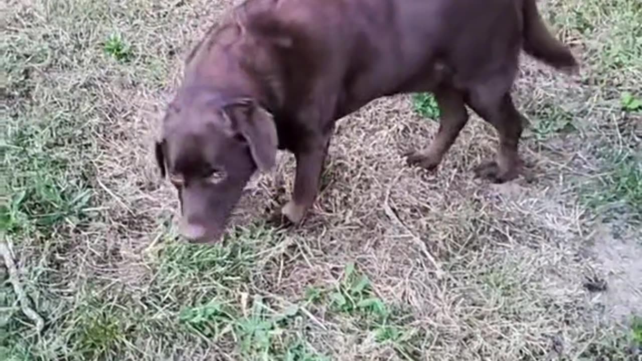 Crazy dog