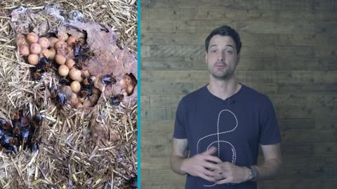 Bumblebees and honeybees - what's the difference?