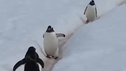 Penguins funny | Penguins in Antarctica