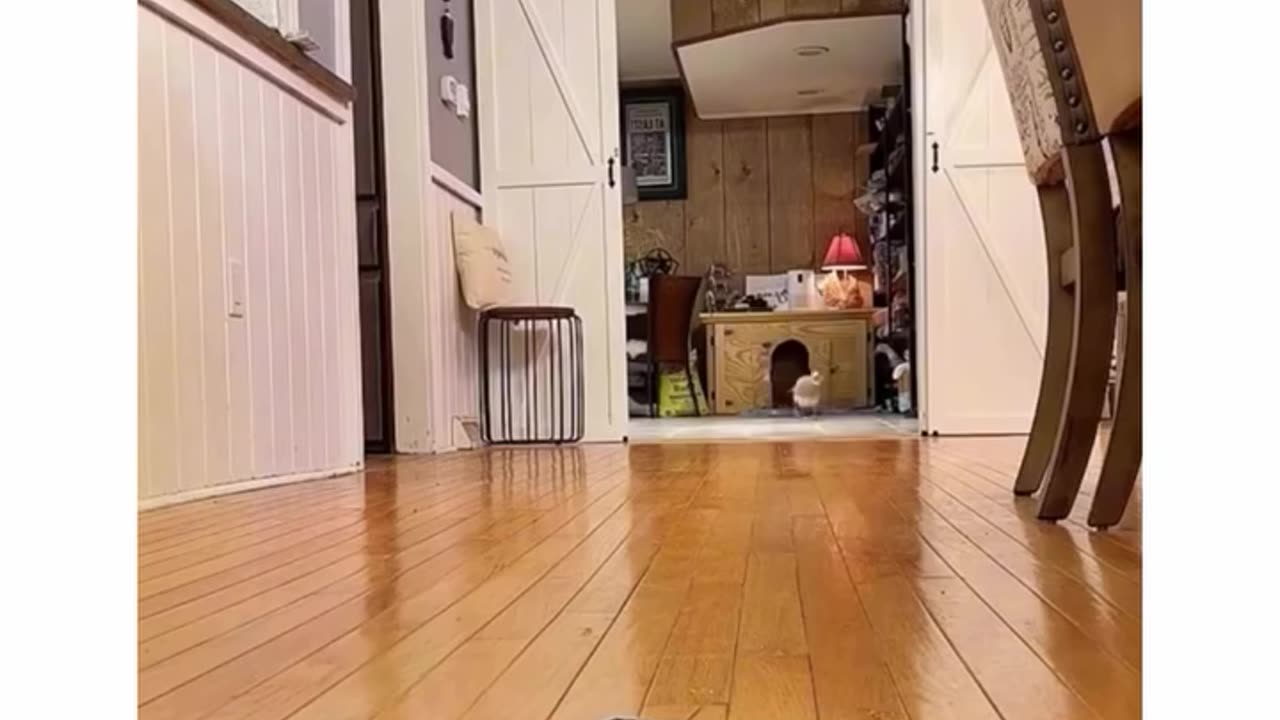 mischievous little duck