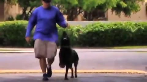 how to train your dog super easy
