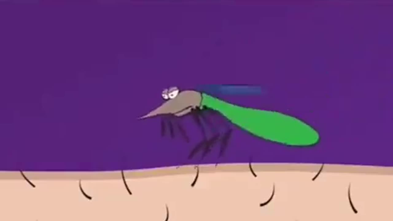 The process of a mosquito sucking blood🩸 explained