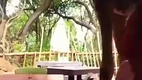 Animals Funny Compilation 🤣😂