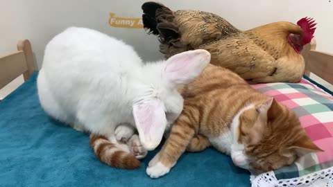 animal happy family