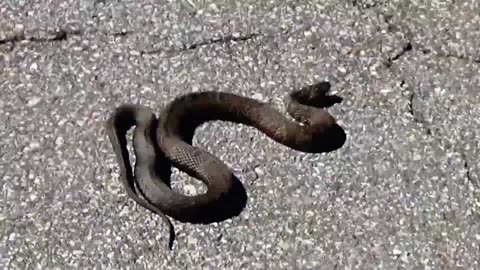 Water Snake