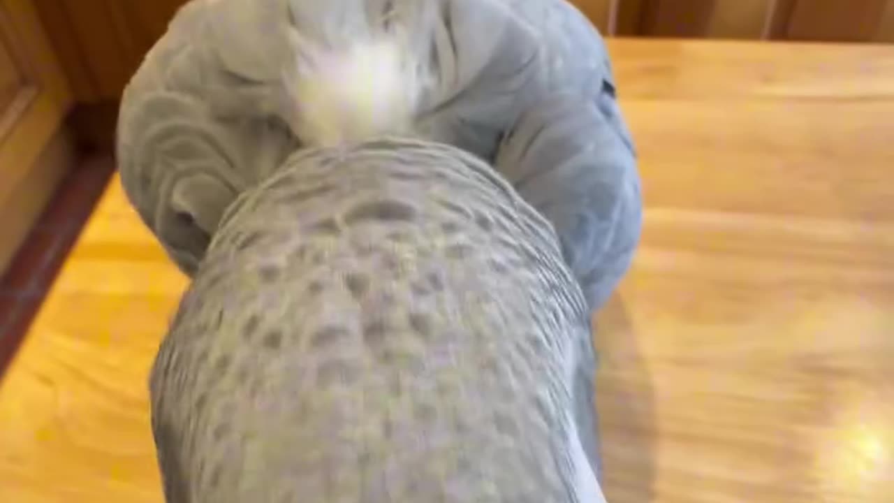 Smart Parrot Stuns Everyone – You Have to See This! 🦜🧠🔥
