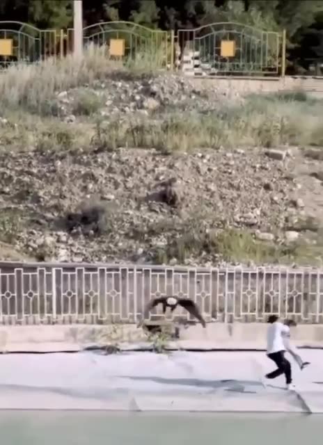 A bald eagle in Iran almost got the little girl