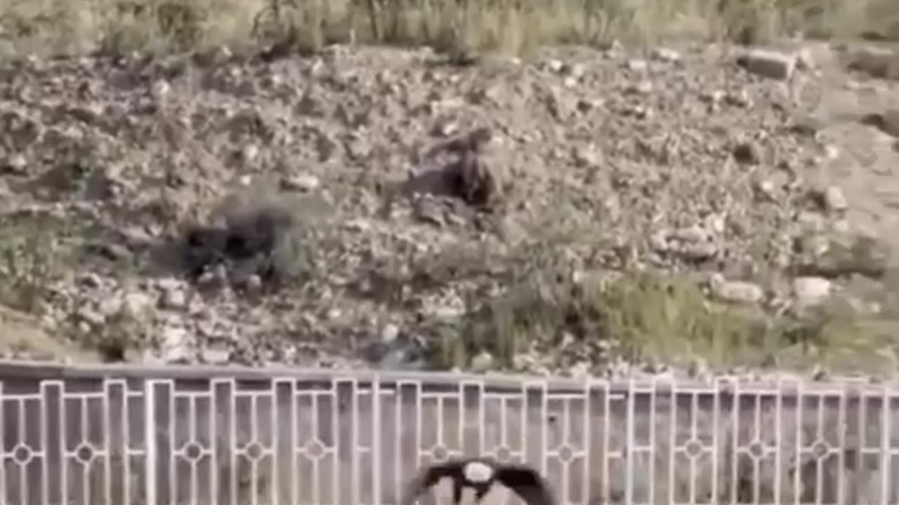 A bald eagle in Iran almost got the little girl