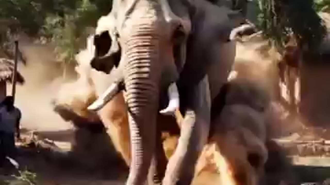 *Angry Elephant Destroys Village House After Tree Falls on It* 🐘💔