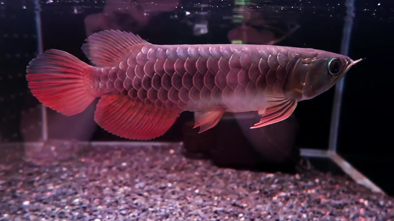 【龍爵士】老種 極上藍底 25公分