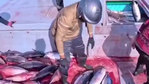 🤯✨ You Won't Believe How This Barbless Hook Tricks Tuna Into Jumping! | FeedMyCuriosity