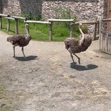 You Won't Believe How Graceful These Ostriches Move!