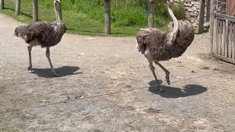 You Won't Believe How Graceful These Ostriches Move!