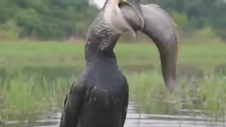 Bird swallows fish bigger than its own head and of equal body length