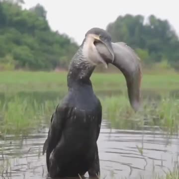 Bird swallows fish bigger than its own head and of equal body length
