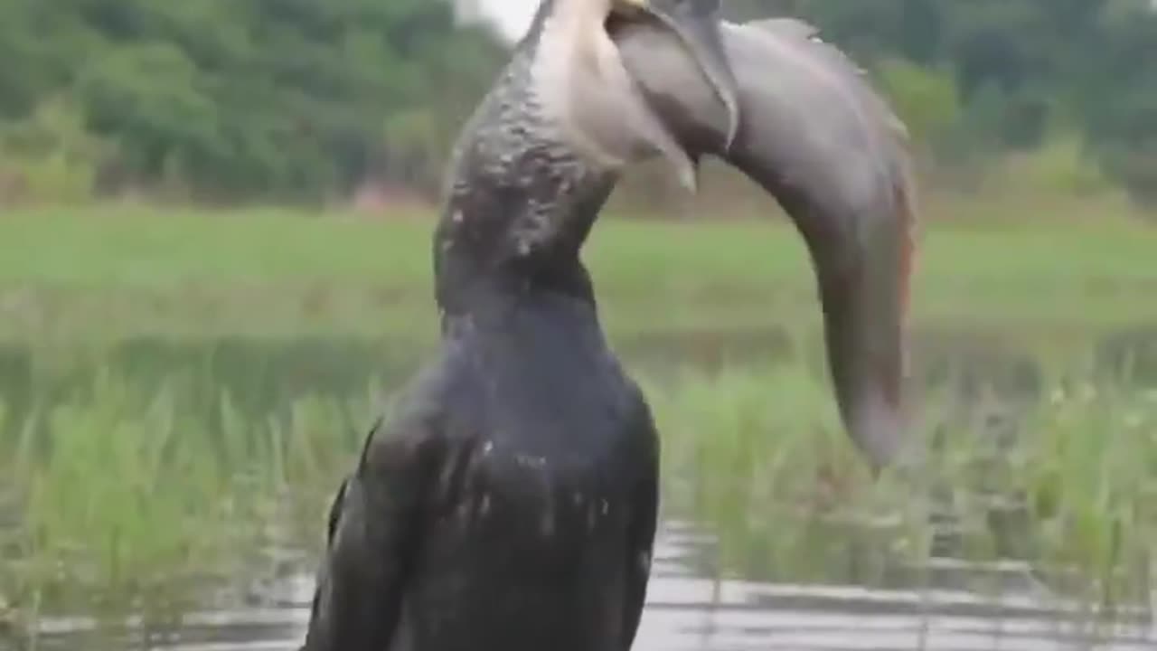Bird swallows fish bigger than its own head and of equal body length