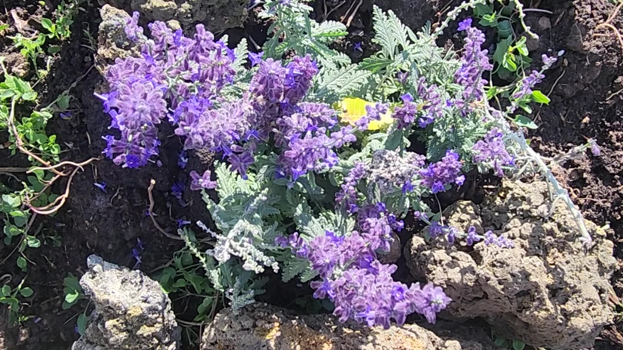 Nepeta Junior Walker brothers and sisters,