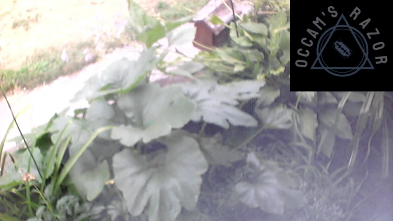 Butch the Sunflower
