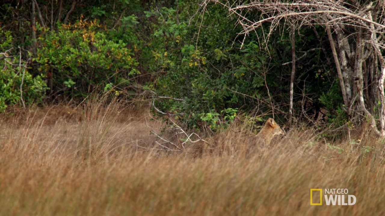 WILD LIFE