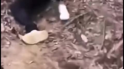 Funny Video Compilation