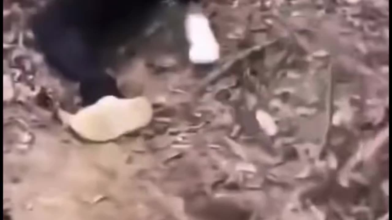 Funny Video Compilation