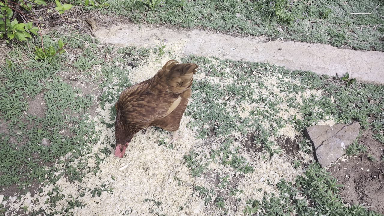 Meet Marge, Rhode Island Red Chicken