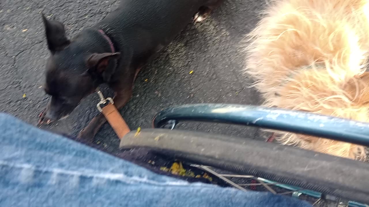 Kiko Paco slight change by taking these 2 males on doggie walk instead of Kiko ChaCha
