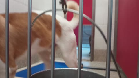 Shoto-white&tan love mix 1y A851230 Lilac-burgundy 3y A877788 kennel 8 pod 1 PACC shelter2025821291