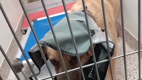 Bruno-soft-broken cone 3y A869015 Tennessee-lickin nose 1y A872701 kennel 150 PACC shelter20250827294