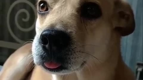 funny video dog