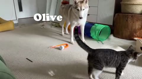 TRY NOT TO LAUGH 😆 Best Funny Videos Compilation 😂😁😆 Memes.