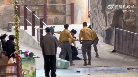 HORROR: Black Bear at Chinese Zoo Attacks Zookeeper During Show