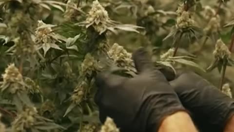 Australian cannabis farmers unite against overseas imports ABC NEWS