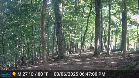 The Woods – 08/07/2025
