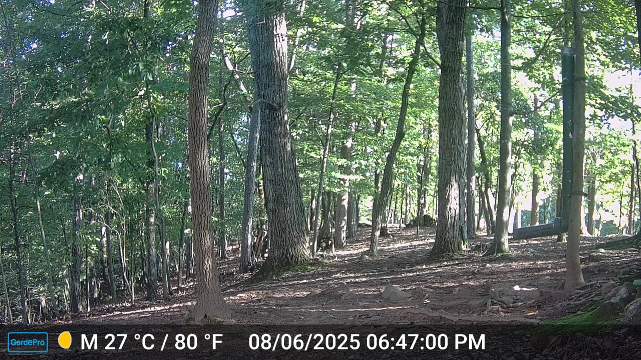 The Woods – 08/07/2025